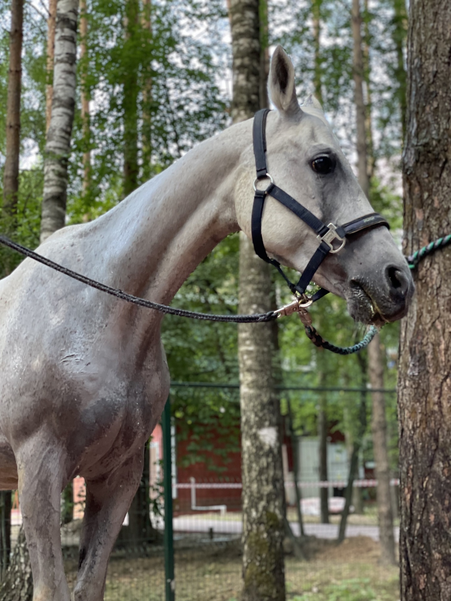 Афиша мероприятия Фотосессия с лошадьми в парк-отеле "Империал"